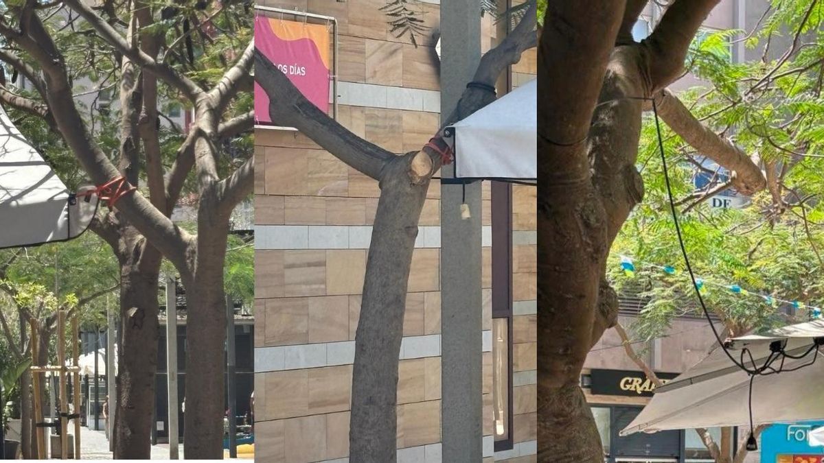 Un estudio da la razón al colectivo que alertó sobre el deterioro de los árboles en Santa Cruz de Tenerife