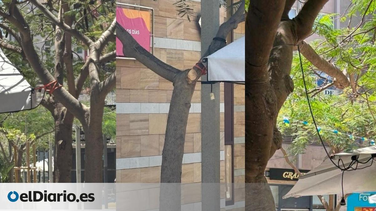 A Study Supports the Group Raising Concerns About Tree Degradation in Santa Cruz de Tenerife