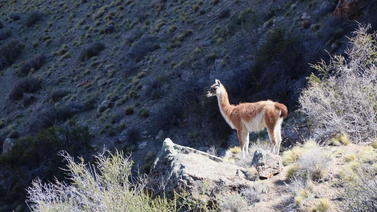 Guanacos en el Parque Nacional Patagonia, Argentina. Foto: cortesía Mark Hillsdon.