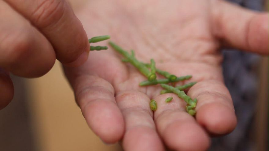 Salicornia.