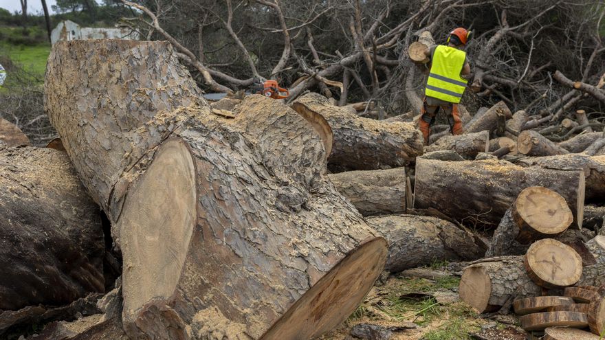 El pino bajo el que yace 'Platero', talado tras no recuperarse de los daños de un tornado.