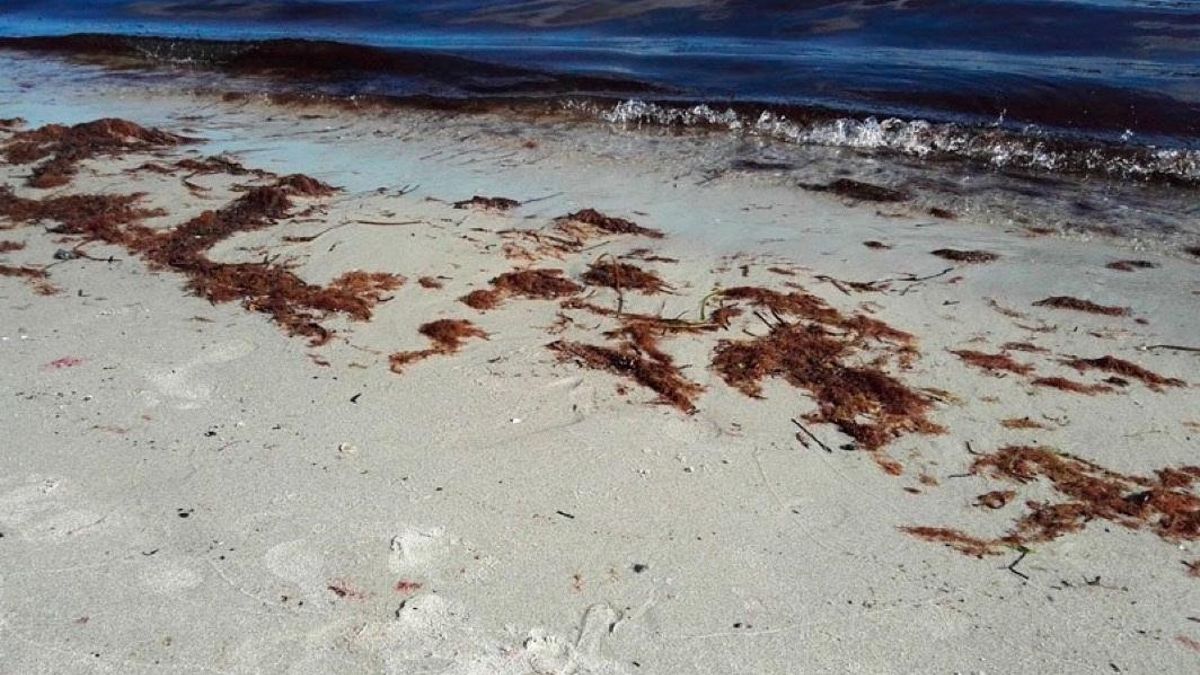 Día Mundial de los Pastos Marinos: estas son las algas que jamás podrías ingerir por tóxicas