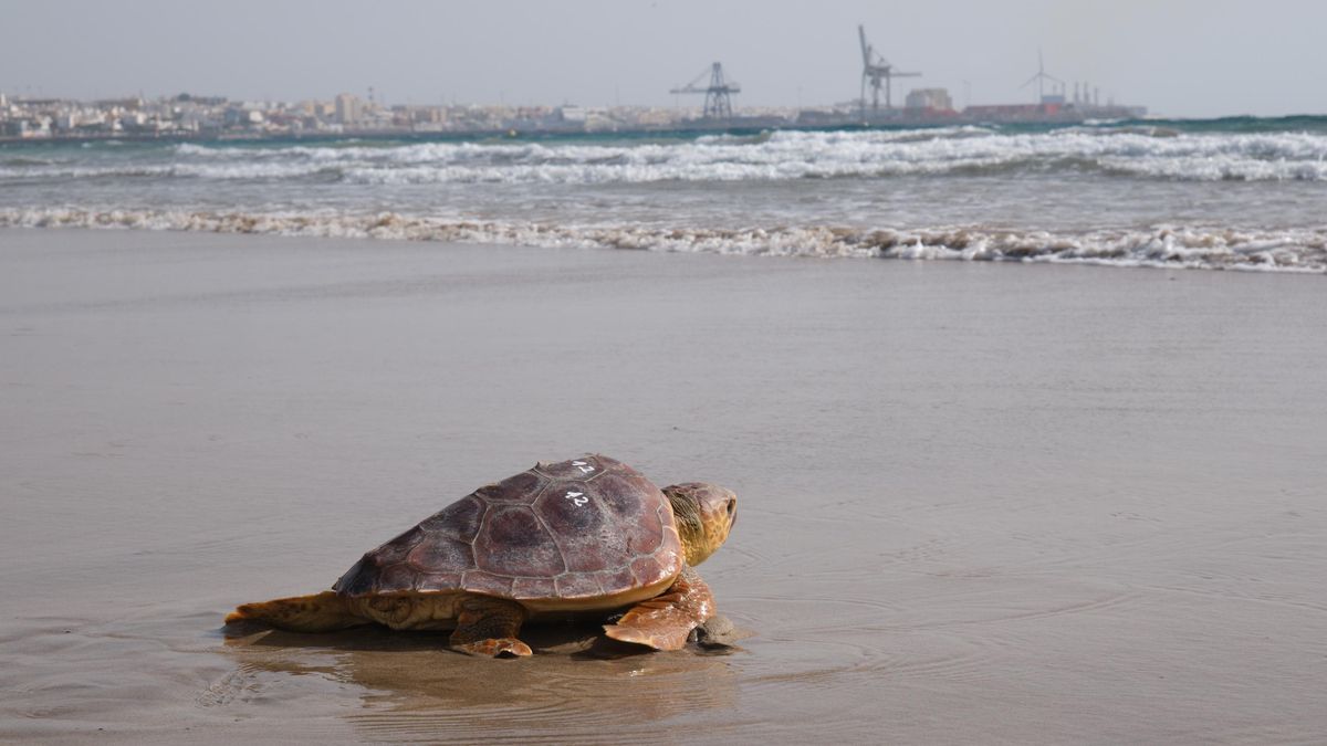 Fuerteventura libera a una tortuga boba hallada con signos de deshidratación y lesiones.