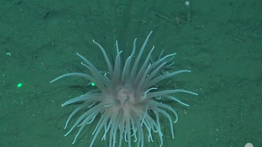 Tras el Martín Fierro de Oro, el CONICET vuelve al fondo del mar con un nuevo streaming científico