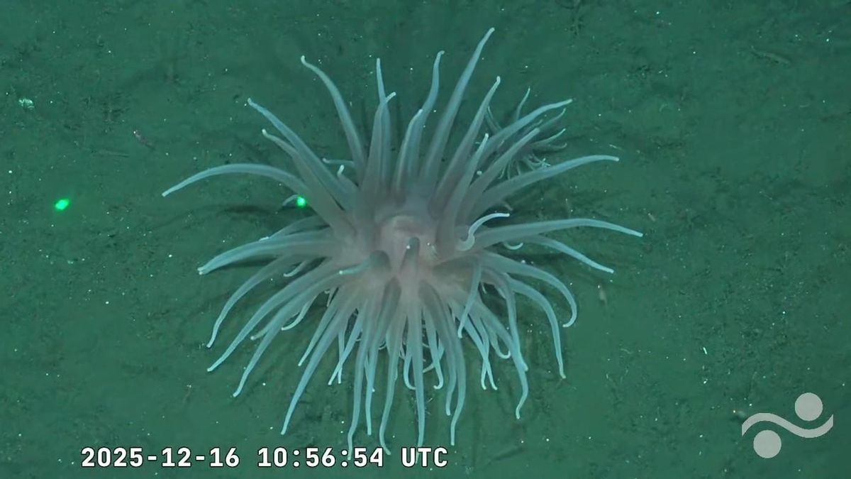 Las primeras imágenes de la nueva expedición del CONICET al fondo marino