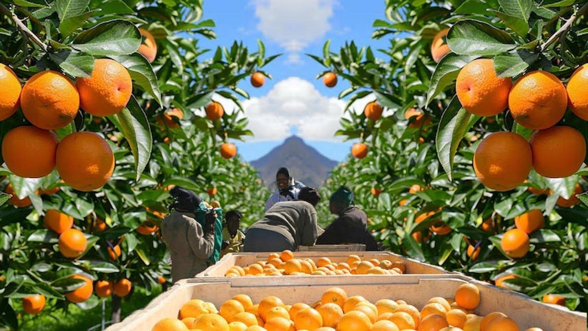 La Unió exige activar la cláusula de salvaguardia con Sudáfrica ante el aumento del 303% de las importaciones de mandarina