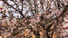 Almendro en flor