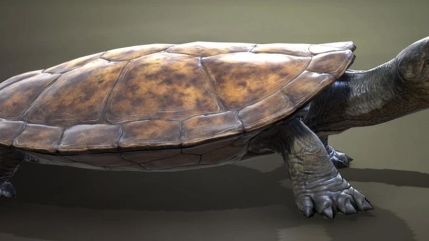 El mayor calor del Cretácico coincide con un viaje insólito: una gran tortuga atravesó continentes hace 89 millones de años