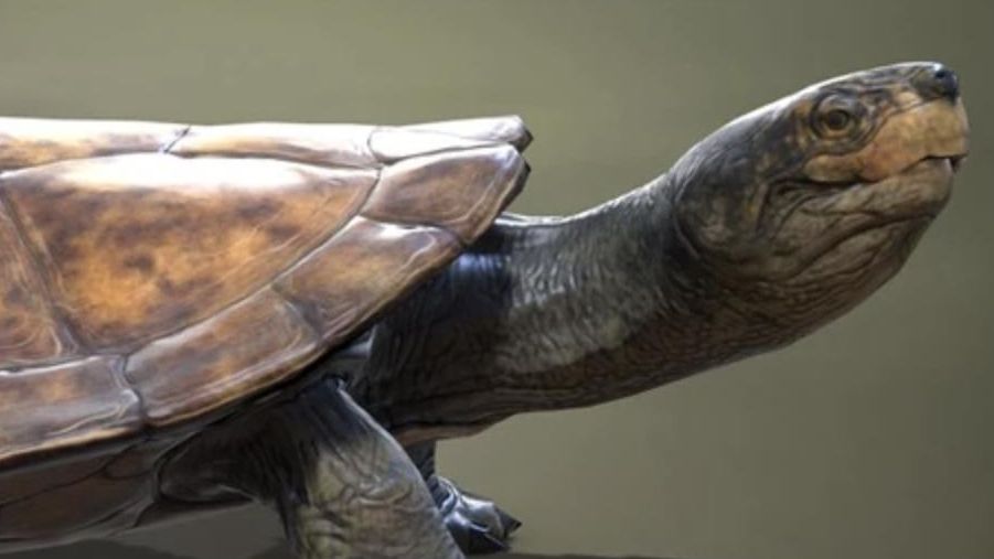 El mayor calor del Cretácico coincide con un viaje insólito: una gran tortuga atravesó continentes hace 89 millones de años