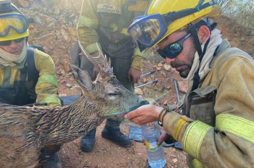 Bomberos forestales de la Junta salvando a un ciervo tras un incendio. Siete meses después se permitió cazar.