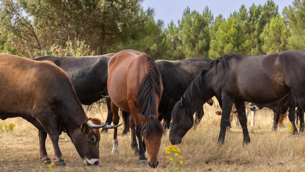 La provincia de Guadalajara lidera la renaturalización en Castilla-La Mancha con diferentes proyectos pioneros