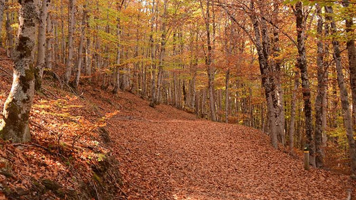 Hayedo de Tejera negra en el Parque Natural de la Sierra Norte de Guadalajara