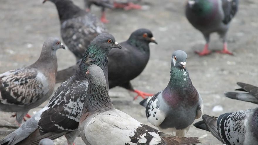 La vida urbana está cambiando el comportamiento de los animales salvajes: ahora son más audaces y agresivos