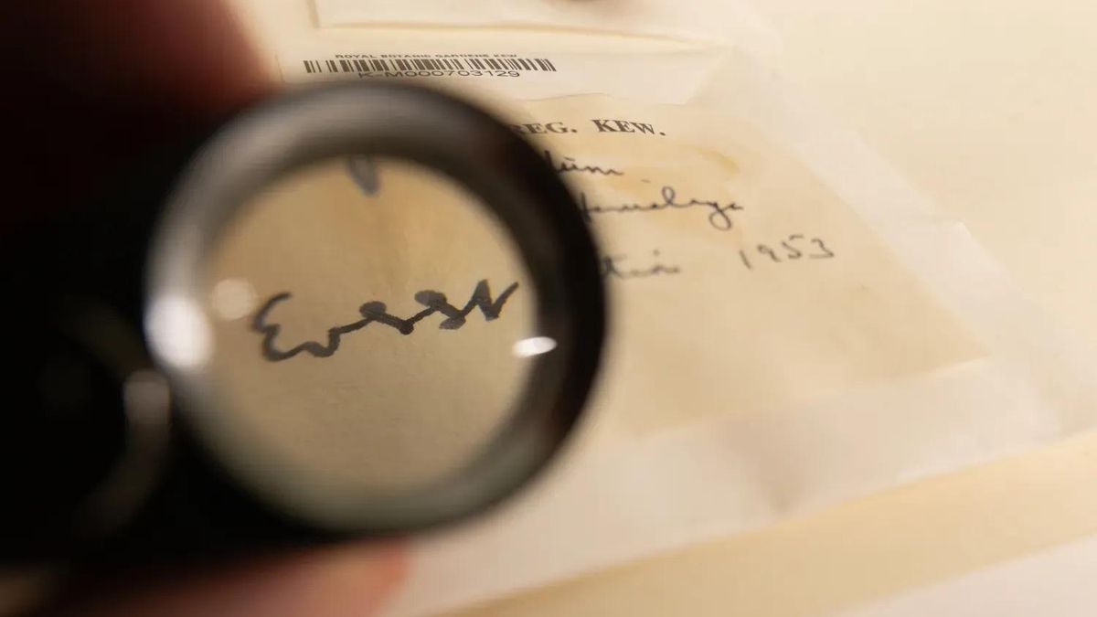 Los hongos recolectados en una expedición al Everest o por Charles Darwin que se han digitalizado para no perder detalle