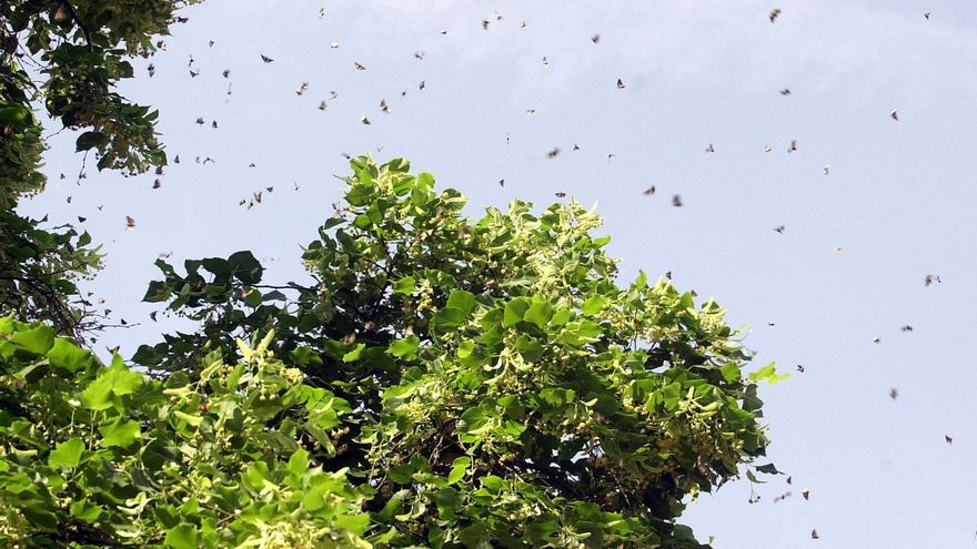 Explosión de polillas en España: cinco trucos para mantenerlas fuera de nuestras casas