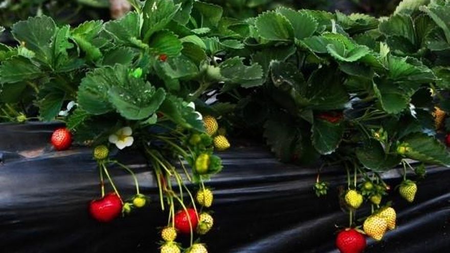 ¿Cómo hacer más sostenible el uso del plástico en la agricultura?