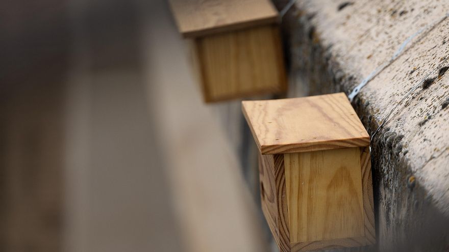 La Red de Vencejos de Toledo lleva rescatadas más de 150 aves por el impacto del calor
