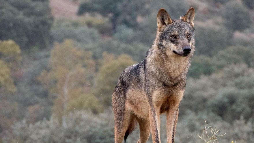 El Senado aprueba que se pueda volver a cazar el lobo en España, sumando votos de PP, PNV y Junts, a la espera del Congreso