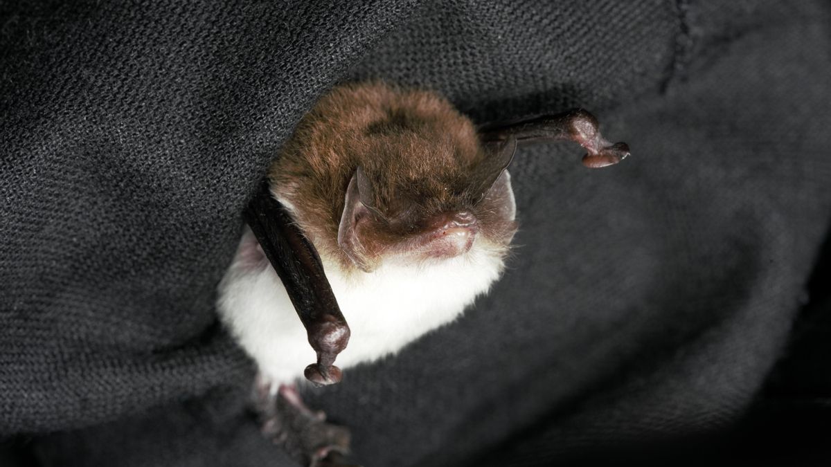 El murciélago de ventosas buchiblanco ('Thyroptera tricolor').