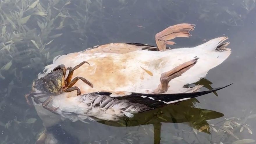El Gobierno de Cantabria concluye que los análisis a las 44 aves halladas en la ría de San Martín no aclaran la causa de la muerte