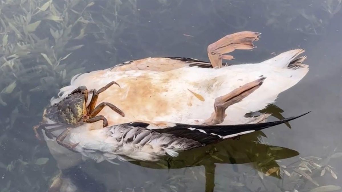 El Gobierno de Cantabria concluye que los análisis a las 44 aves halladas en la ría de San Martín no aclaran la causa de la muerte