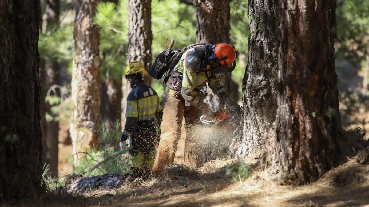 El plan de Canarias para combatir los incendios y cuidar el monte: 1.272 millones sin compromisos vinculantes