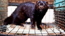 Visón fotografiado en una acción de Igualdad Animal / Jonás Amadeo Lucas