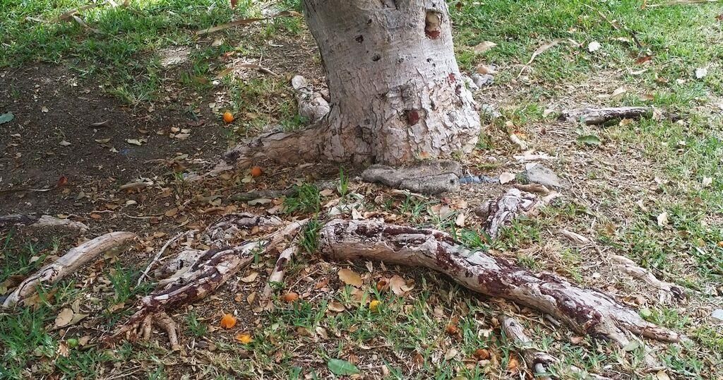 Tronco de un drago en el Hotel Santa Catalina (Sergio Gil)