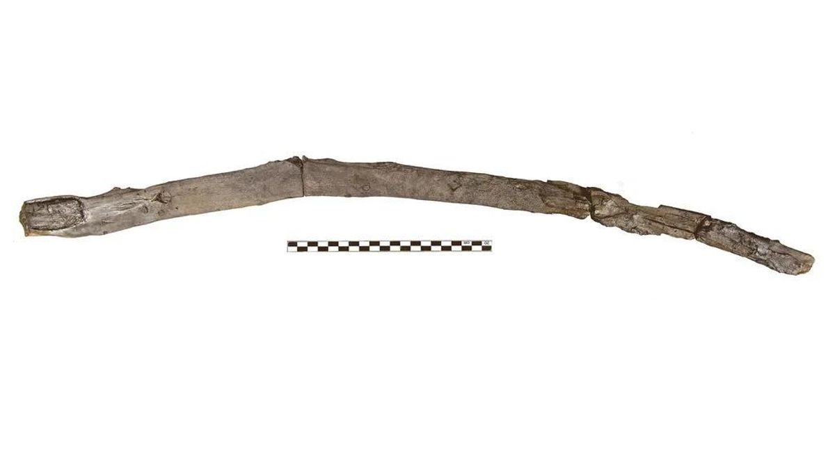 Descubiertas las herramientas de madera portátiles más antiguas utilizadas por el hombre