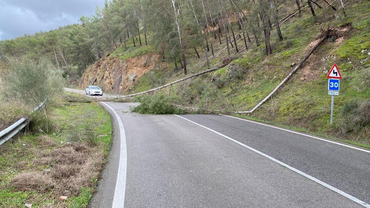La Policía de Benamejí traslada a la Fiscalía la caída masiva de pinos en la N-331