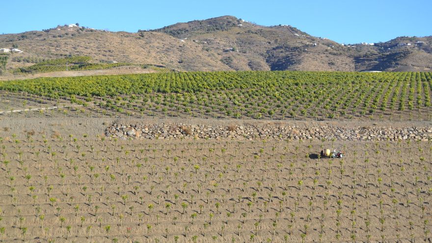 Cómo los aguacates están cambiando el paisaje de La Axarquía malagueña