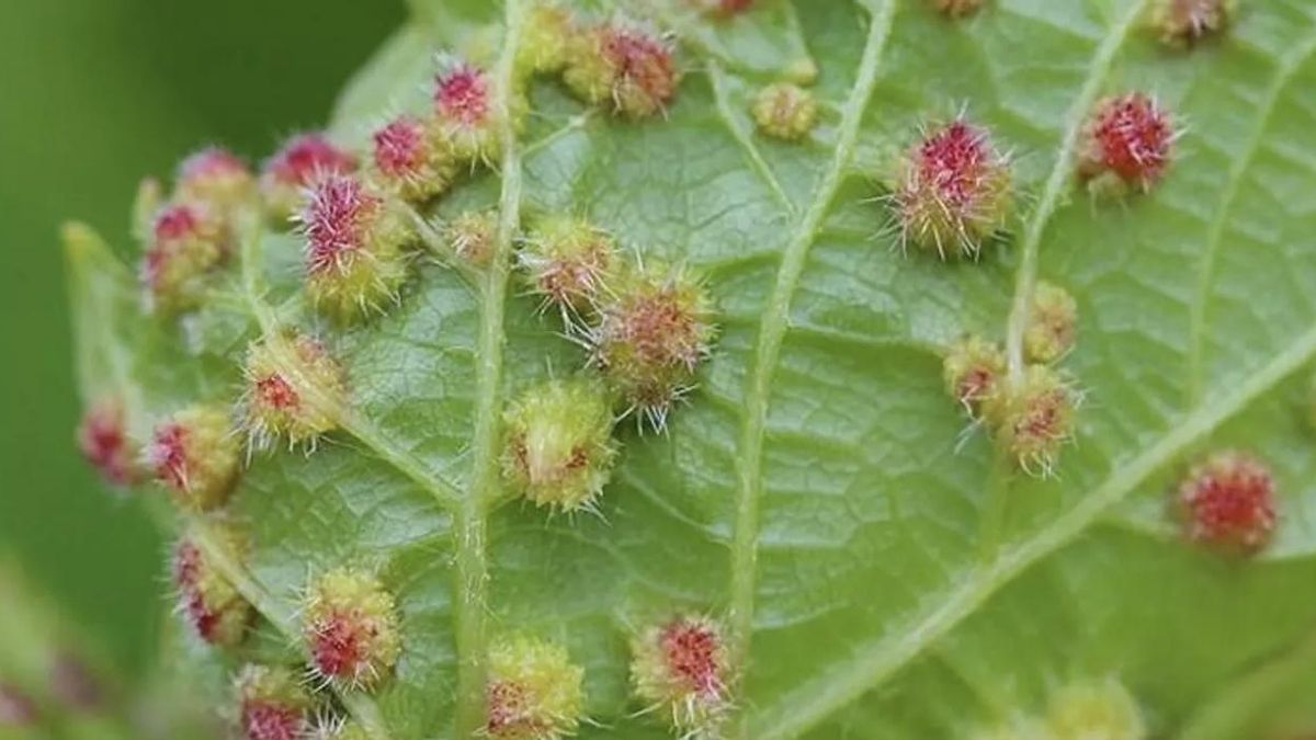El suelo volcánico de las islas frenó la plaga de filoxera en el siglo XIX