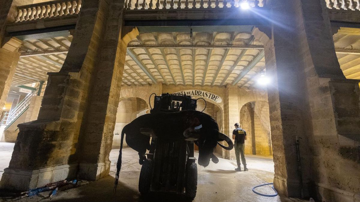 Un toro mecánico subió a los toros inertes al camión que los sacó de la plaza.