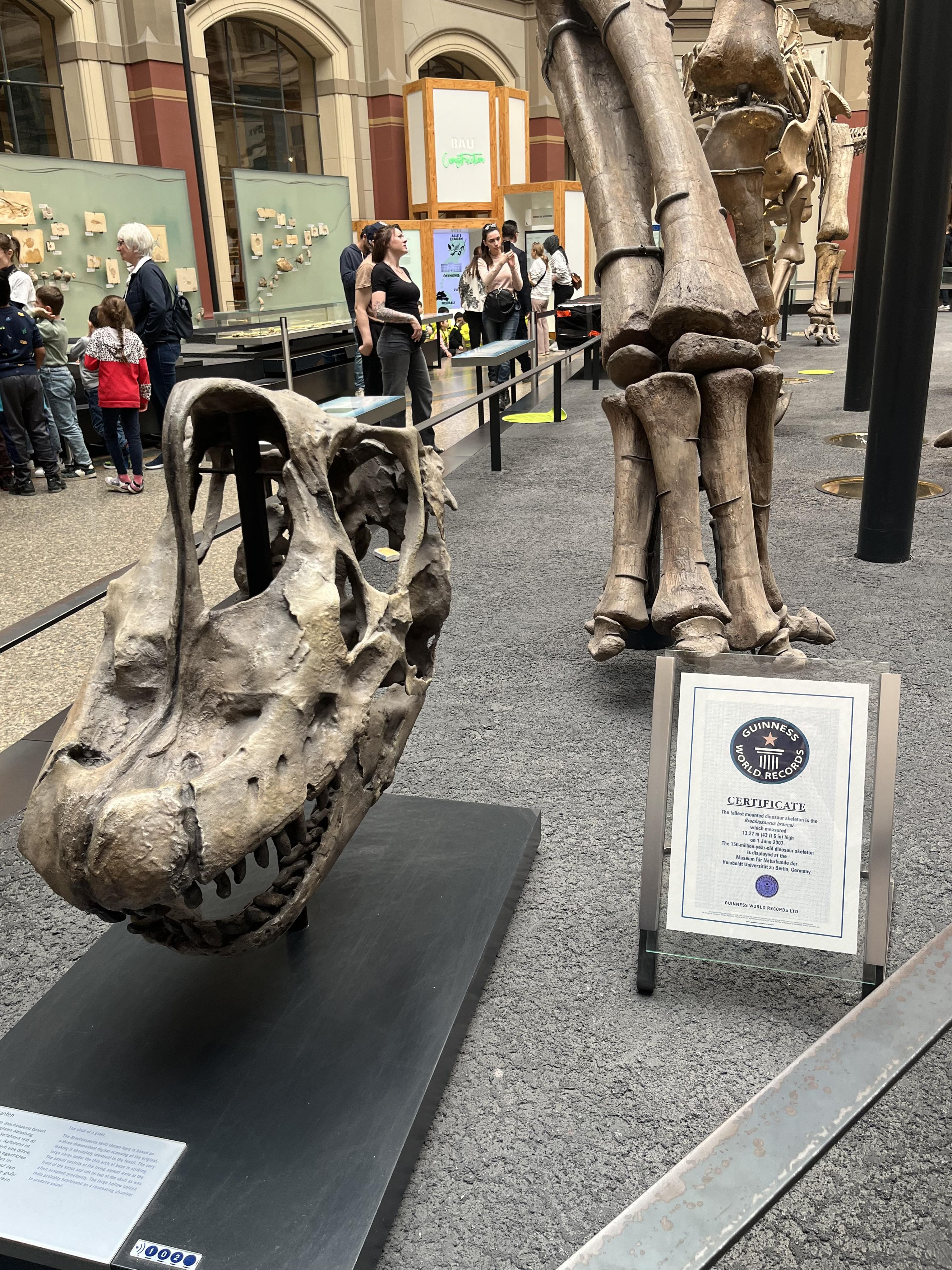 La certificación del Libro Guinness de los Records junto al esqueleto de dinosaurio que certifica que es el ejemplar más grande del mundo.