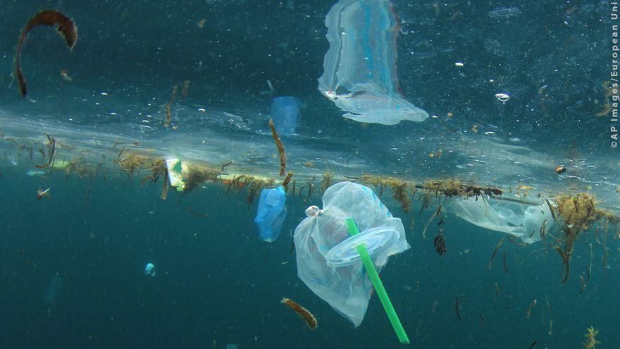 El 65% de las lubinas examinadas por la ULPGC ha ingerido algún tipo de basura de origen humano