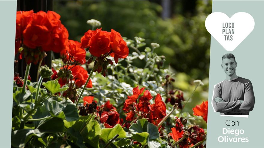 La ciencia del geranio: cómo conseguir que eviten plagas, que no se sequen y que aguanten en flor