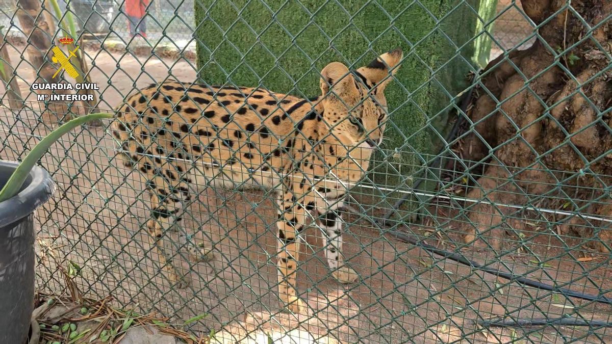 La Guardia Civil desmantela en Castellón un zoo privado clandestino con 150 animales exóticos