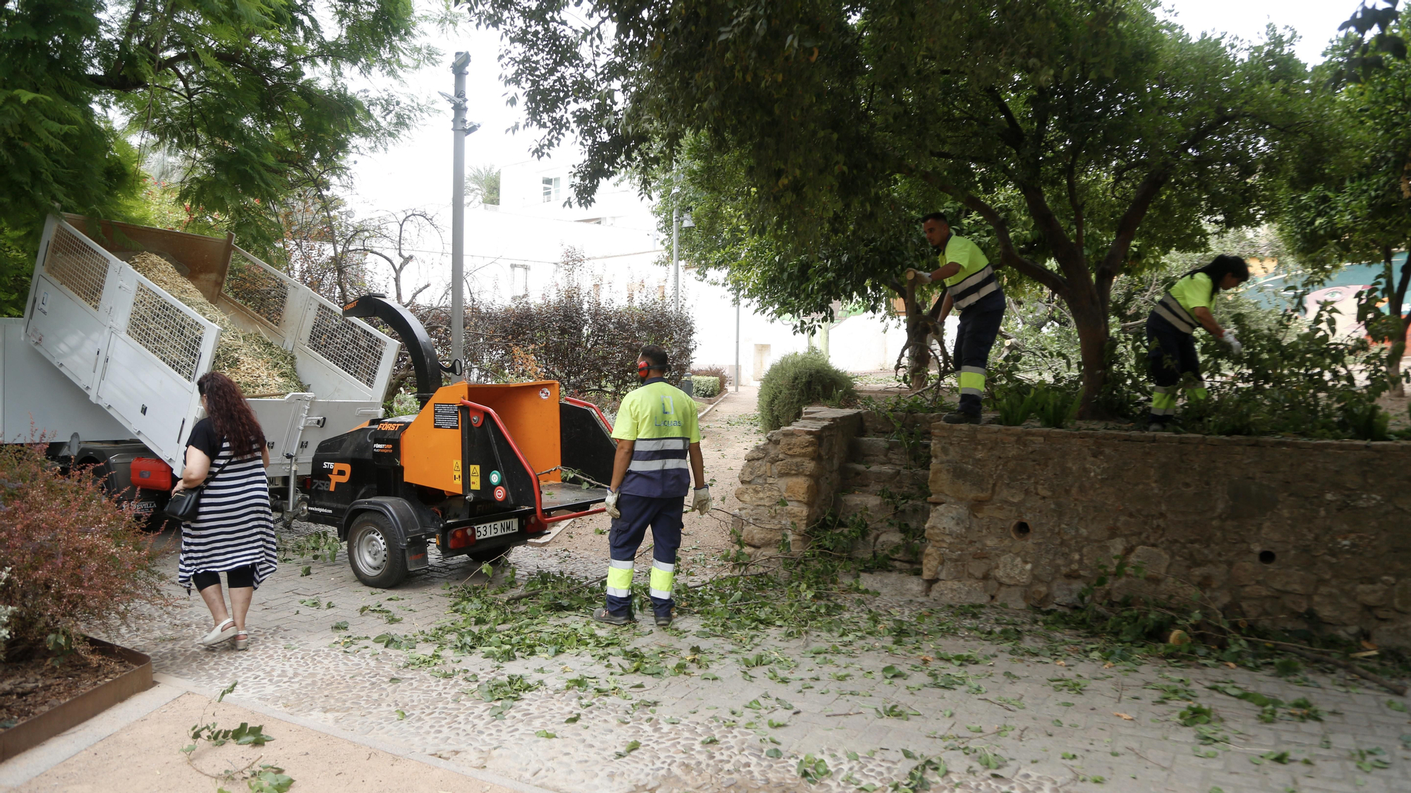 Árbol partido en el parque de Orive