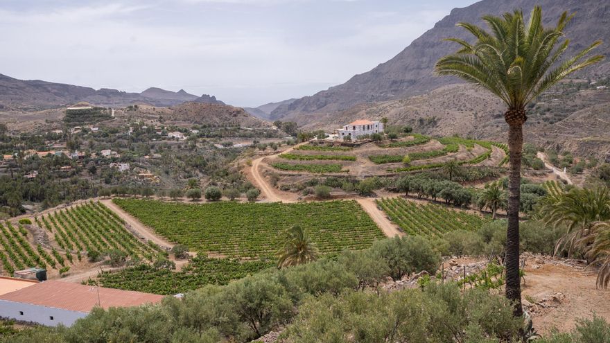Barranco de Tirajana, donde está situada la bodega