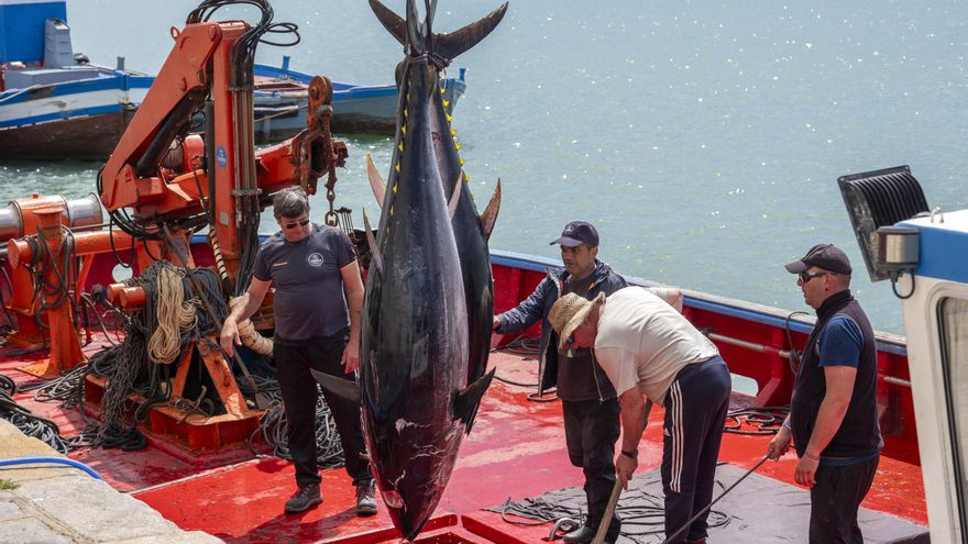 La costa de Cádiz se llena de fiestas gastronómicas para festejar el atún de almadraba