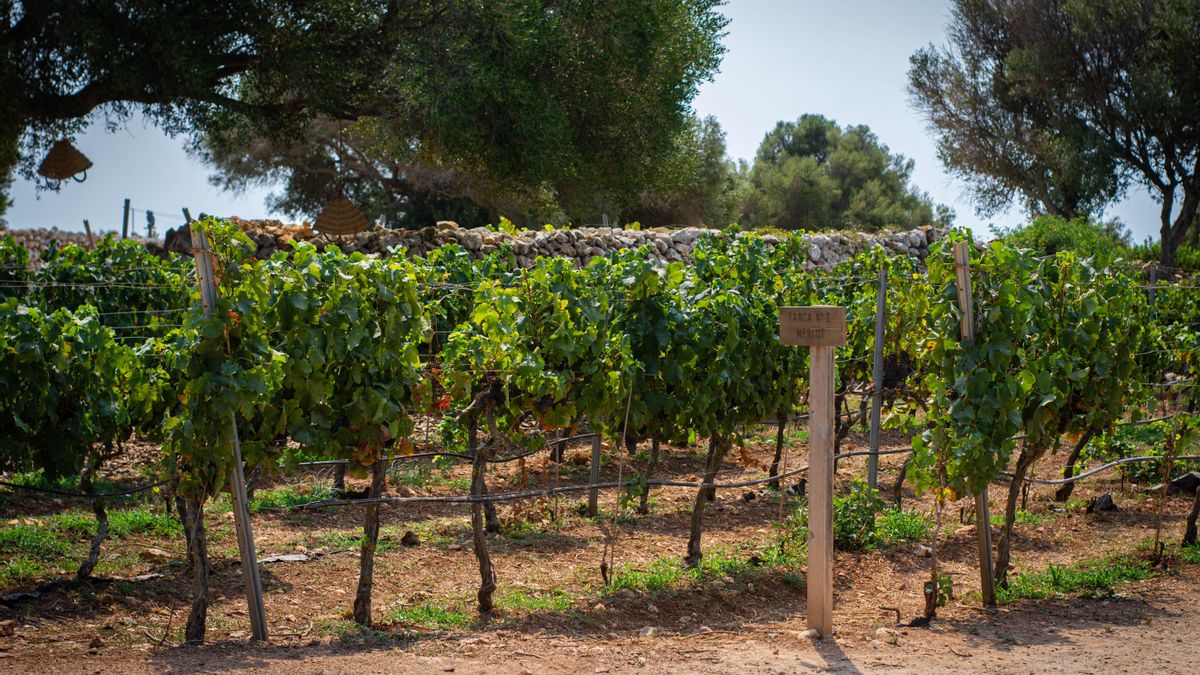 El sector del vi s'ha consolidat a Menorca amb cellers com Torralba, que comercialitza vins de raïm chardonnay i merlot.