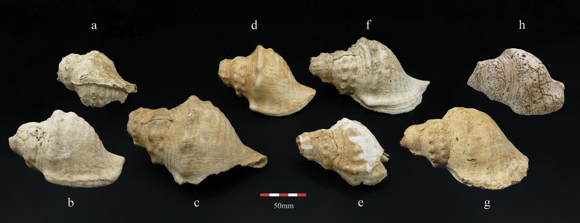 Las conchas marinas marcaron el inicio de la comunicación a distancia