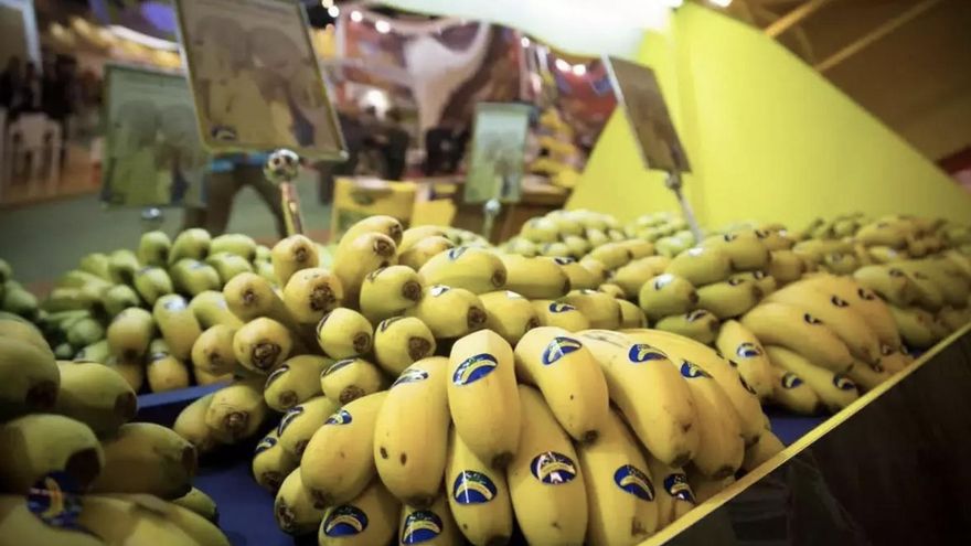 De la crisis más honda a la abundancia total: el platanero canario multiplica por tres sus ingresos