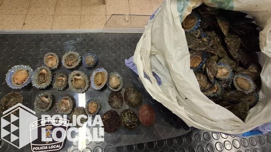Científicos constatan que la elevada explotación reduce el tamaño de las lapas de Canarias
