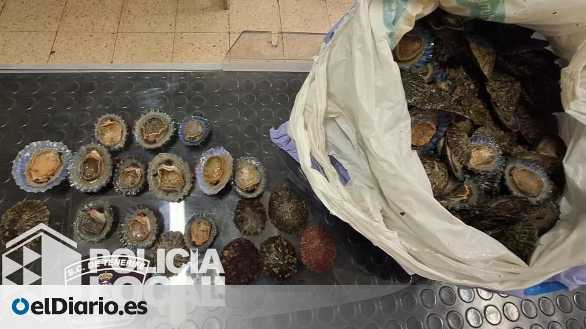Científicos constatan que la elevada explotación reduce el tamaño de las lapas de Canarias