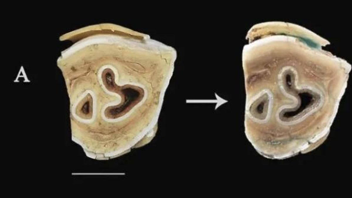Los neandertales aprovechaban materiales resistentes cuando faltaban buenas rocas