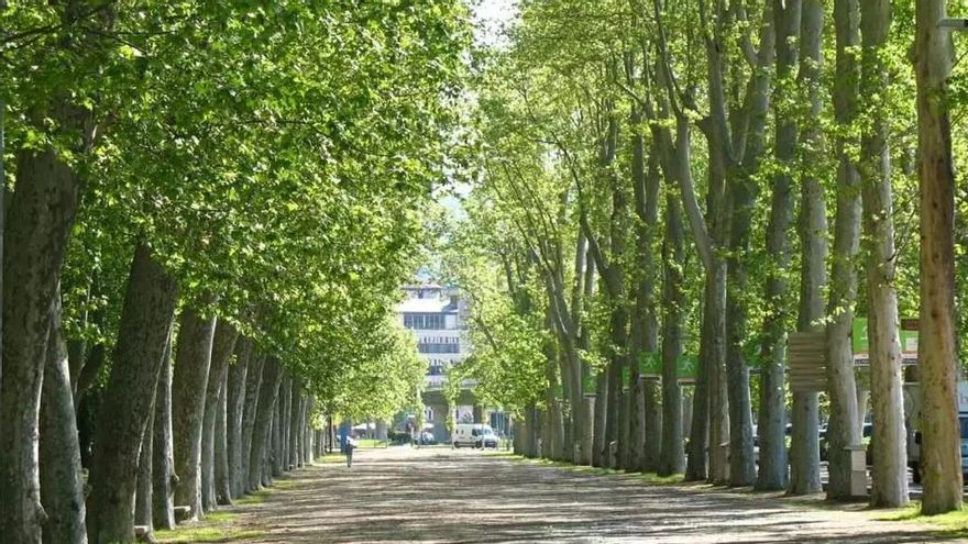 Los árboles que mejor combaten el calor revelan cómo deberían diseñarse las ciudades del futuro
