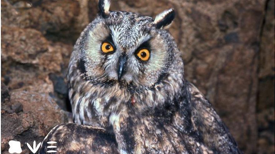 Hasta 60 especies protegidas podrían verse afectadas por el incendio de Tenerife