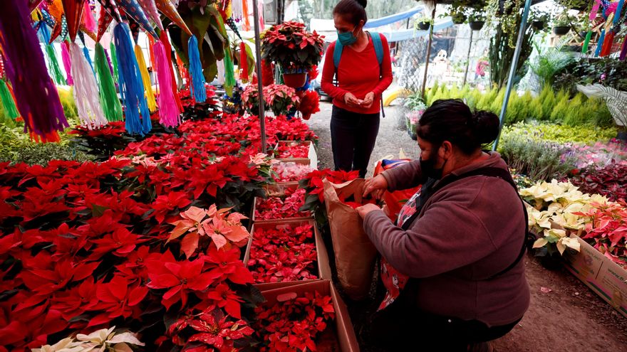 Flor de Nochebuena no abandona los hogares mexicanos en la Navidad del virus