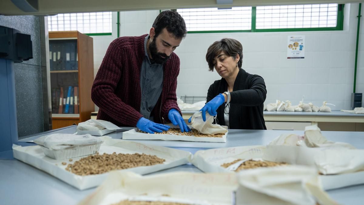 Los investigadores Pablo Morello y Conchi Muñoz preparan las semillas de olivo en Córdoba | UNIVERSIDAD DE CÓRDOBA